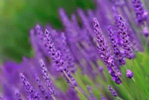 Lavendel 4058341.jpg-for-web-normal